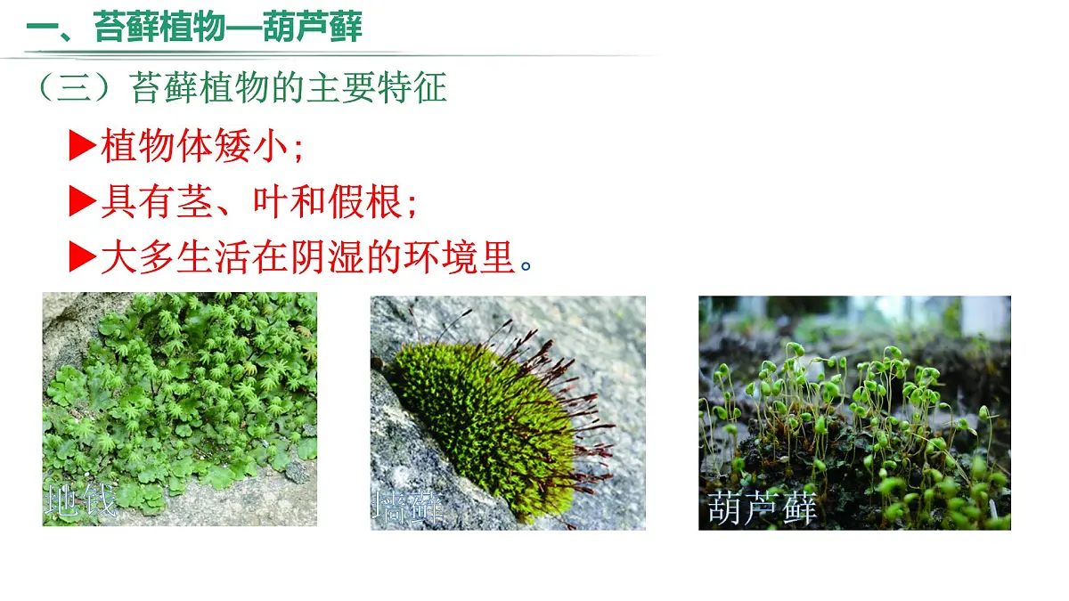 冀少版（2024）七上生物2.1.2.1 植物1 课件第6页