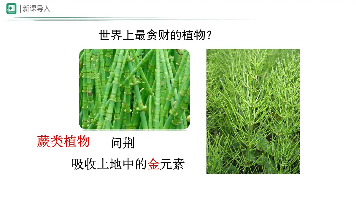 冀少版（2024）七上生物2.1.2.1 植物1 课件第7页