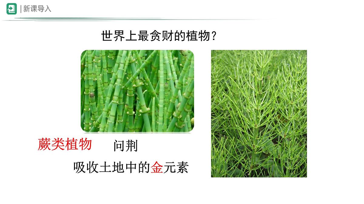 冀少版（2024）七上生物2.1.2.1 植物1 课件第7页