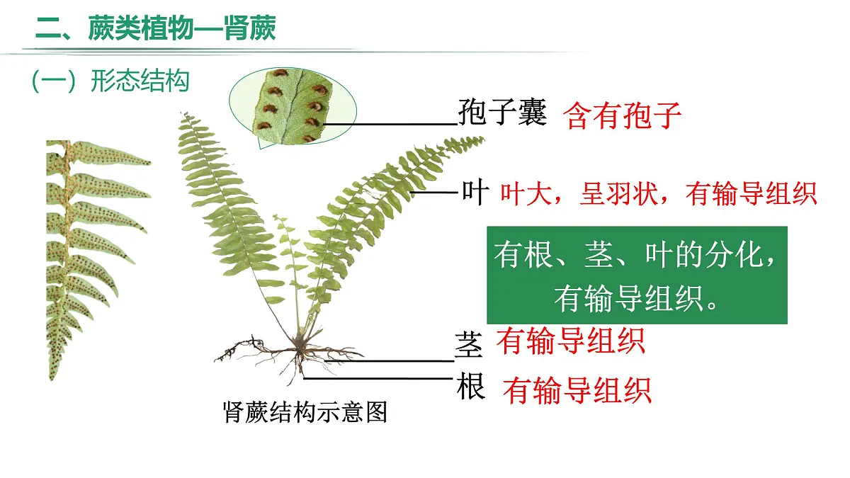 冀少版（2024）七上生物2.1.2.1 植物1 课件第8页