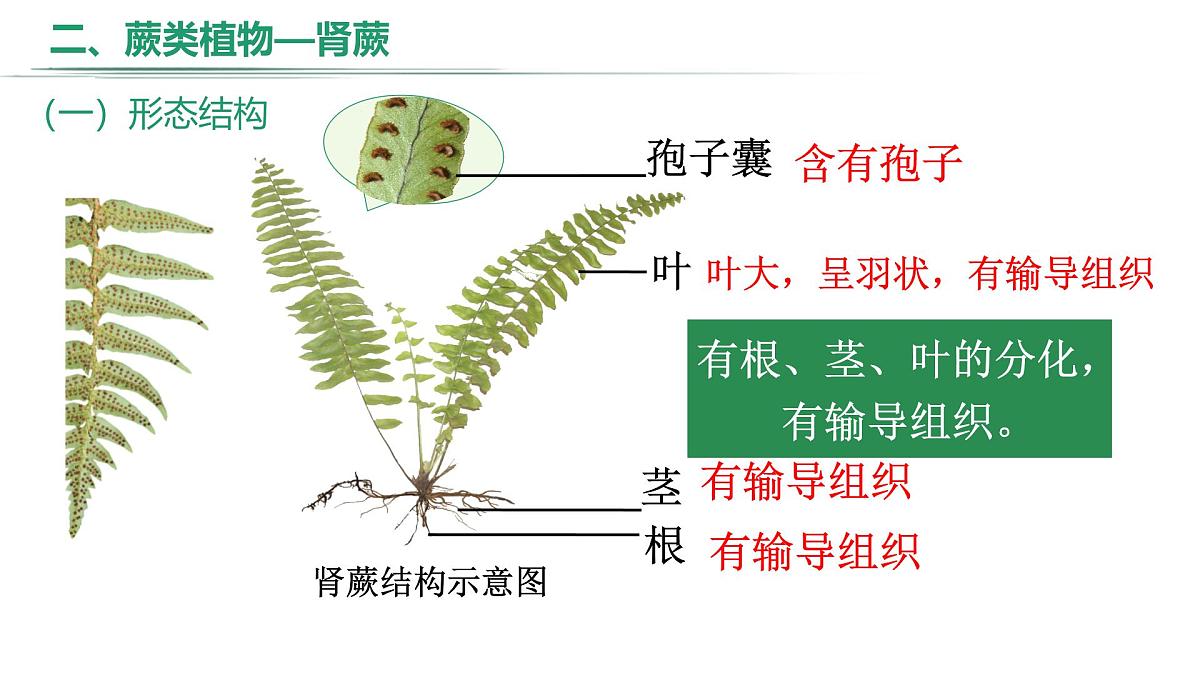 冀少版（2024）七上生物2.1.2.1 植物1 课件第8页