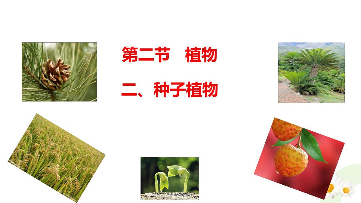 冀少版（2024）七上生物2.1.2.2 植物2 课件第1页