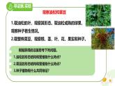冀少版（2024）七上生物2.1.2.2 植物2 課件