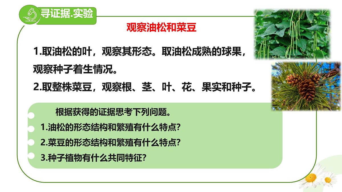 冀少版（2024）七上生物2.1.2.2 植物2 课件第3页