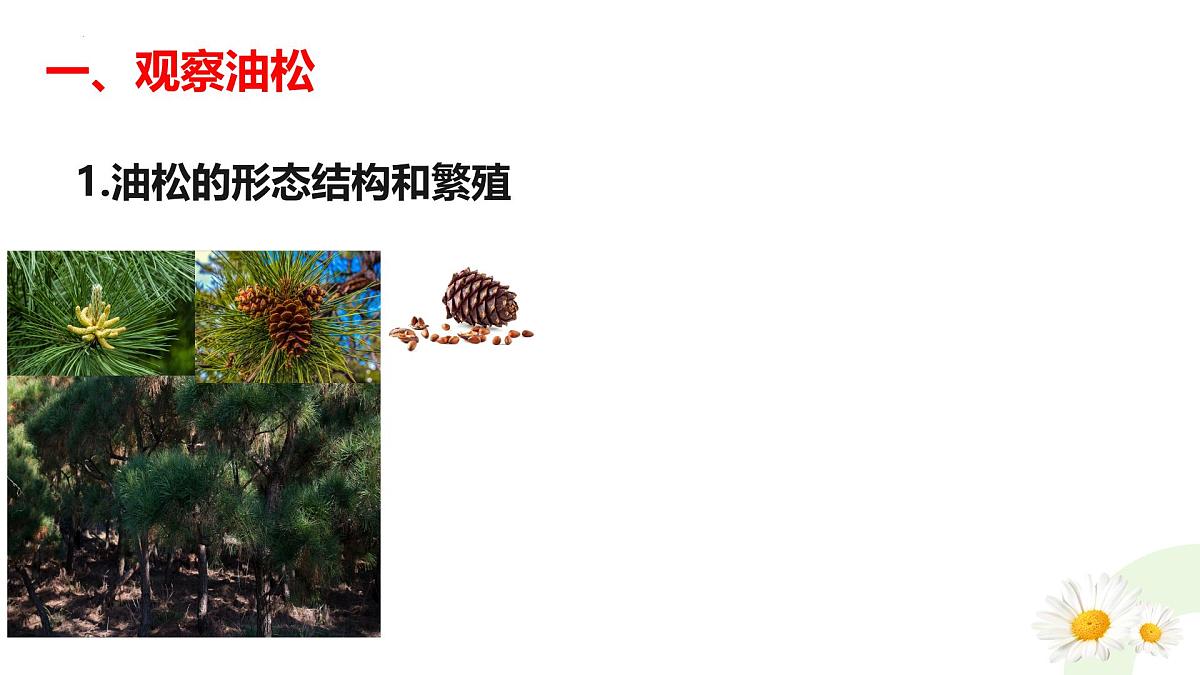 冀少版（2024）七上生物2.1.2.2 植物2 课件第4页