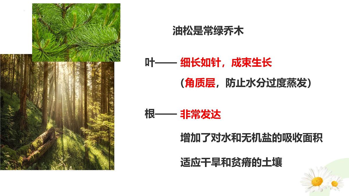 冀少版（2024）七上生物2.1.2.2 植物2 课件第5页
