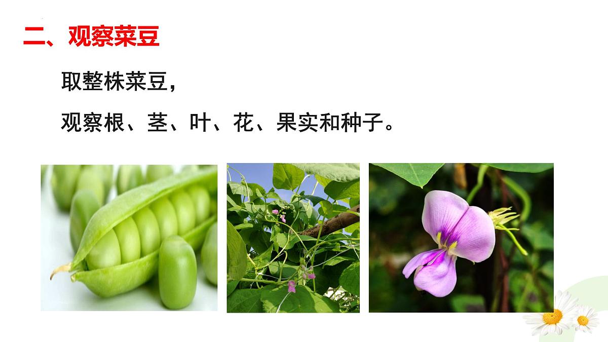 冀少版（2024）七上生物2.1.2.2 植物2 课件第8页
