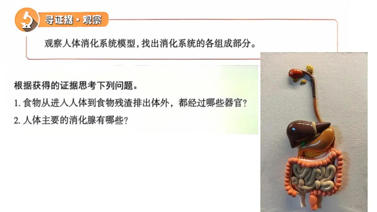 初中 生物 冀少版（2024）七年级下册3.1.1 消化系统的组成 课件第2页