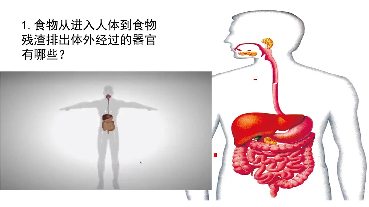 初中 生物 冀少版（2024）七年级下册3.1.1 消化系统的组成 课件第3页