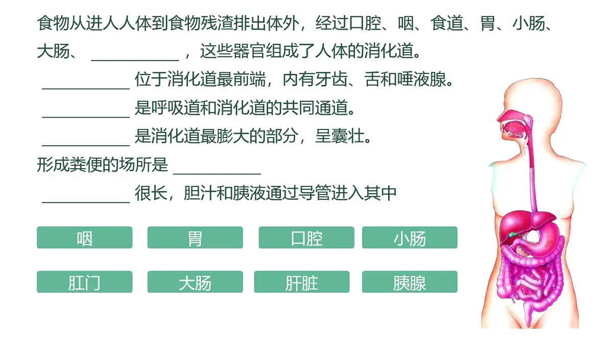 初中 生物 冀少版（2024）七年级下册3.1.1 消化系统的组成 课件第4页