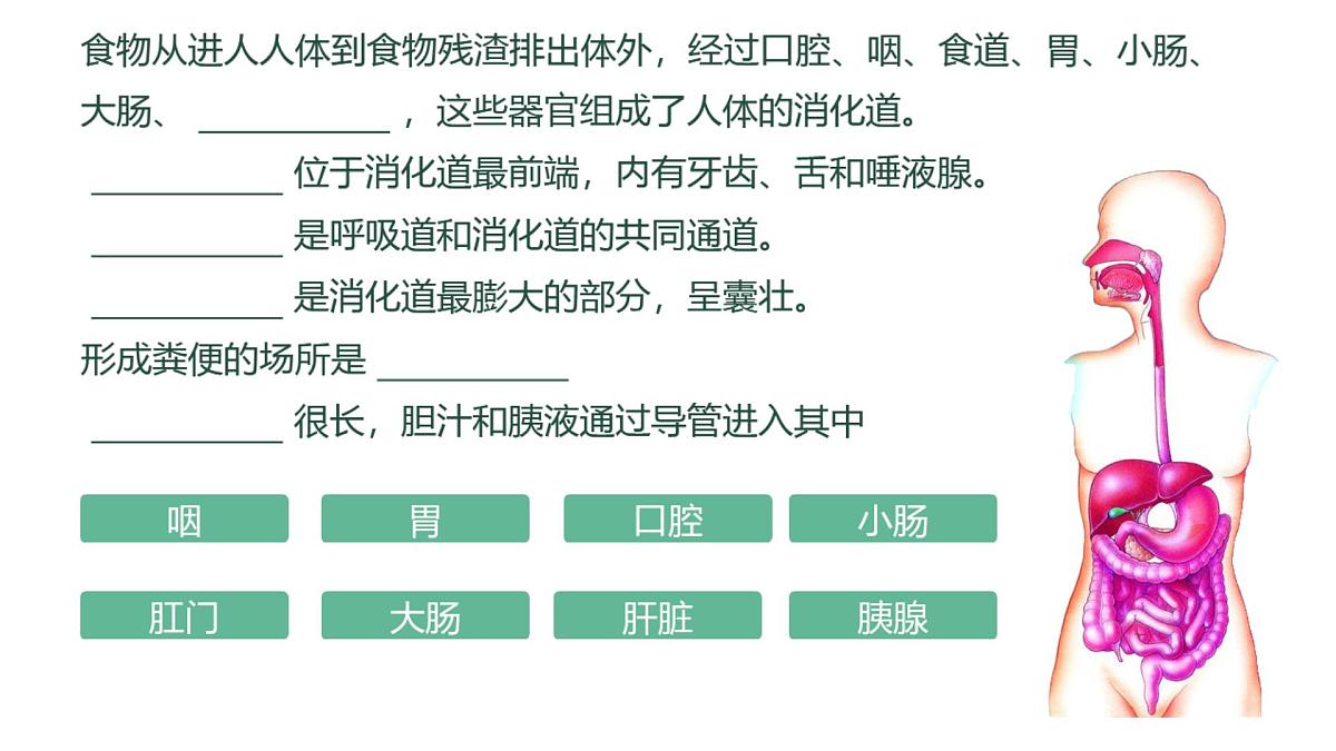 初中 生物 冀少版（2024）七年级下册3.1.1 消化系统的组成 课件第4页