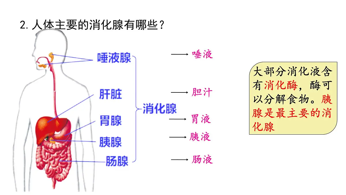 初中 生物 冀少版（2024）七年级下册3.1.1 消化系统的组成 课件第5页