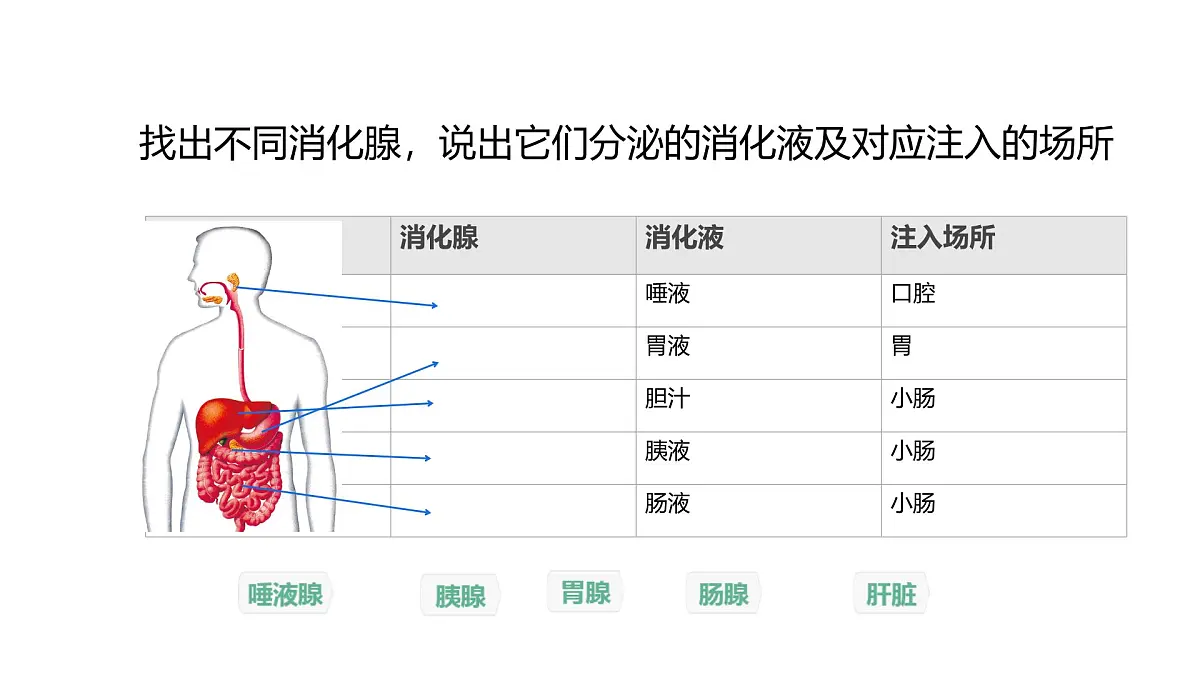 初中 生物 冀少版（2024）七年级下册3.1.1 消化系统的组成 课件第6页