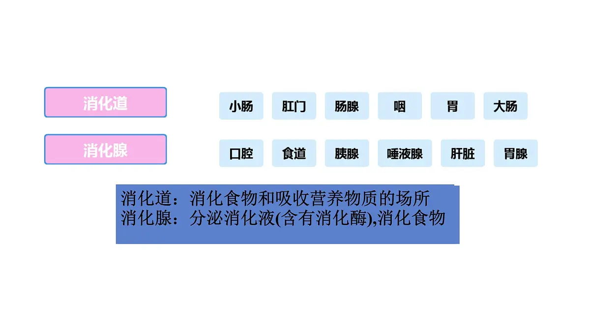 初中 生物 冀少版（2024）七年级下册3.1.1 消化系统的组成 课件第7页