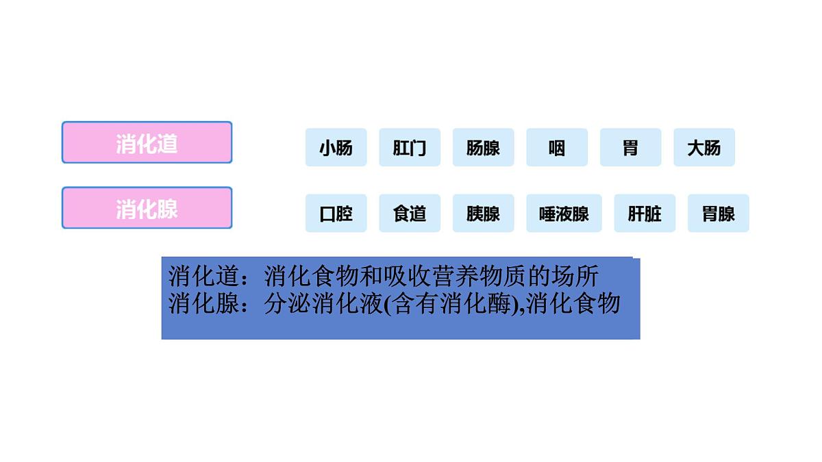 初中 生物 冀少版（2024）七年级下册3.1.1 消化系统的组成 课件第7页
