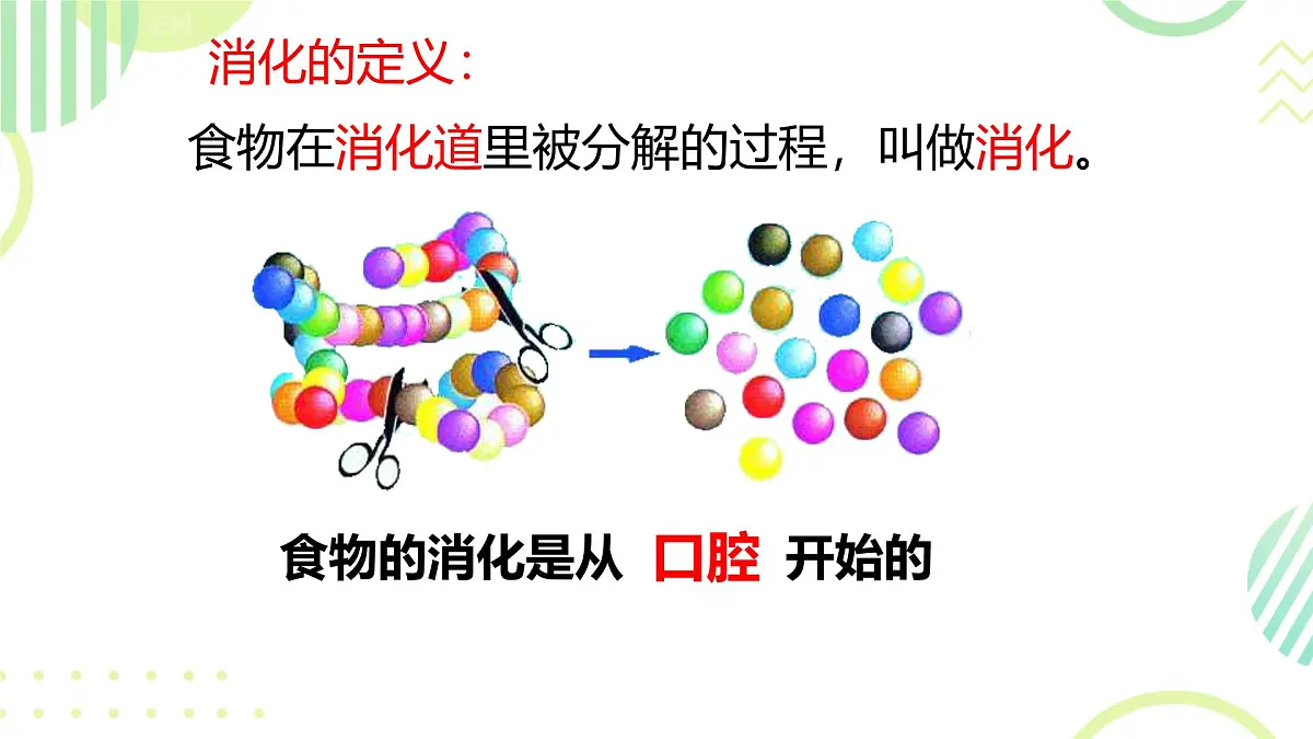初中 生物 冀少版（2024）七年级下册3.1.3.1 食物的消化和营养物质的吸收 课件第3页