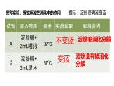 初中 生物 冀少版（2024）七年級下冊3.1.3.1 食物的消化和營養(yǎng)物質(zhì)的吸收 課件2
