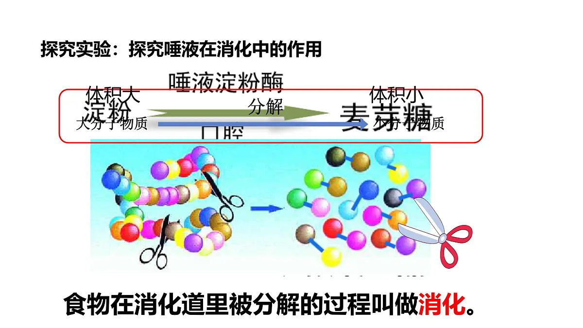 初中 生物 冀少版（2024）七年级下册3.1.3.1 食物的消化和营养物质的吸收 课件2第6页
