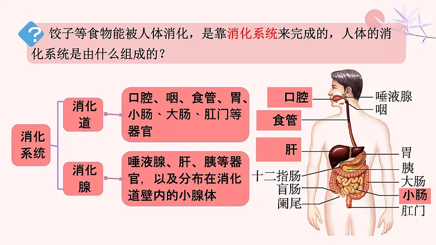 初中 生物 人教版（2024）七年级下册4.2.2 消化和吸收 课件第3页