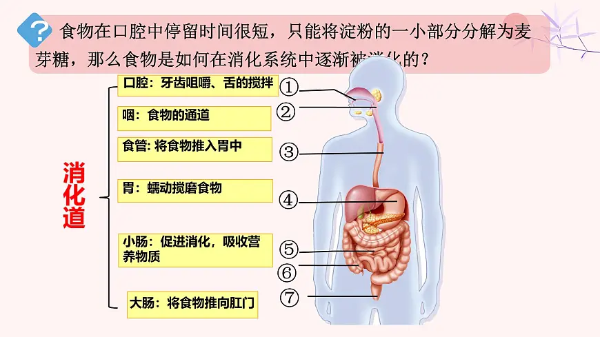 初中 生物 人教版（2024）七年级下册4.2.2 消化和吸收 课件第8页