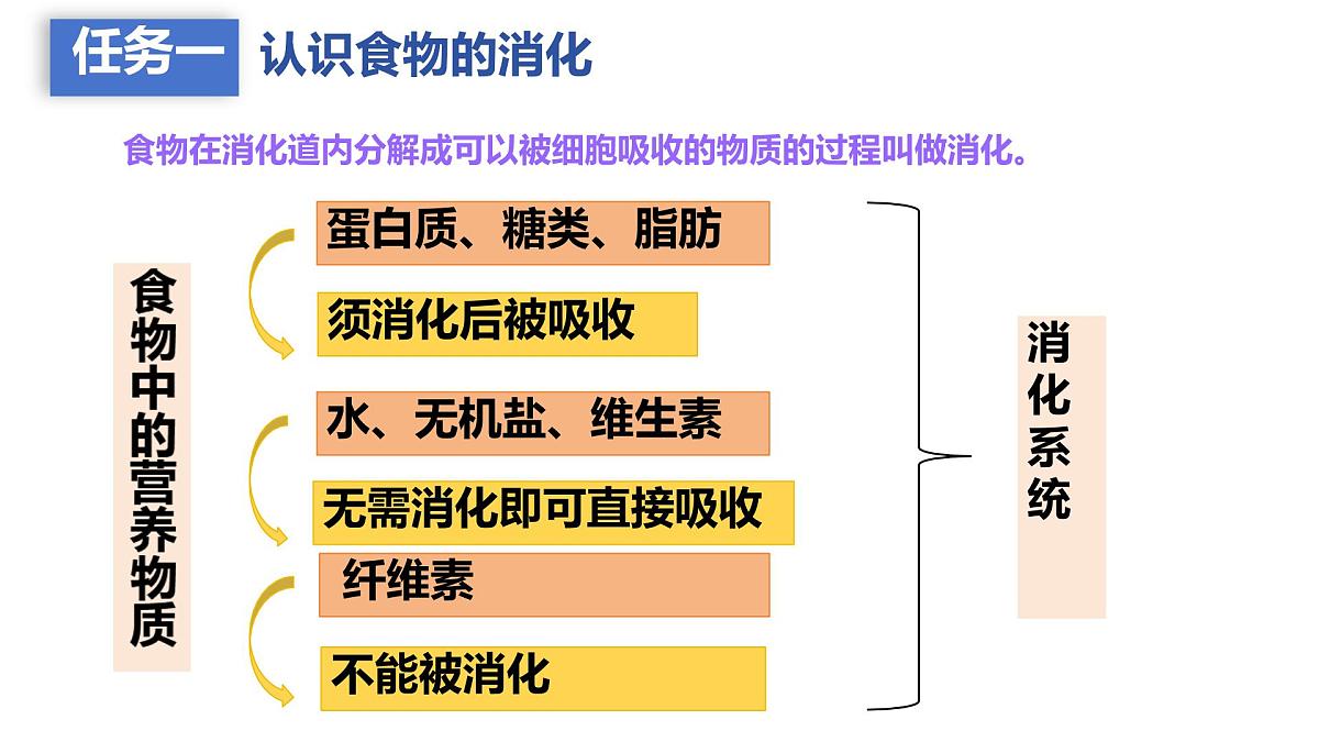 初中 生物 人教版（2024）七年级下册4.2.2 消化和吸收 课件第3页