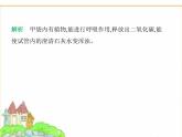 蘇科版七年級(jí)生物下冊(cè)第5單元植物的生活第12章第2節(jié)第2課時(shí)呼吸作用的原理及在生產(chǎn)生活中的應(yīng)用課件