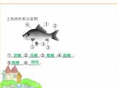 蘇科版七年級生物下冊專項素養(yǎng)綜合練(三)填圖專項課件