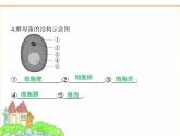 蘇科版七年級生物下冊專項素養(yǎng)綜合練(三)填圖專項課件