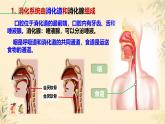 初中 生物 冀少版（2024）七年級(jí)下冊(cè)3.1 消化系統(tǒng)與營(yíng)養(yǎng)攝取 課件