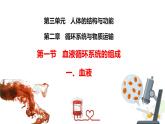 初中  生物  冀少版（2024） 七年級(jí)下冊(cè)3.2.1.1 血液循環(huán)系統(tǒng)的組成 課件