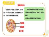 初中  生物  冀少版（2024） 七年級(jí)下冊(cè)3.2.1.1 血液循環(huán)系統(tǒng)的組成 課件