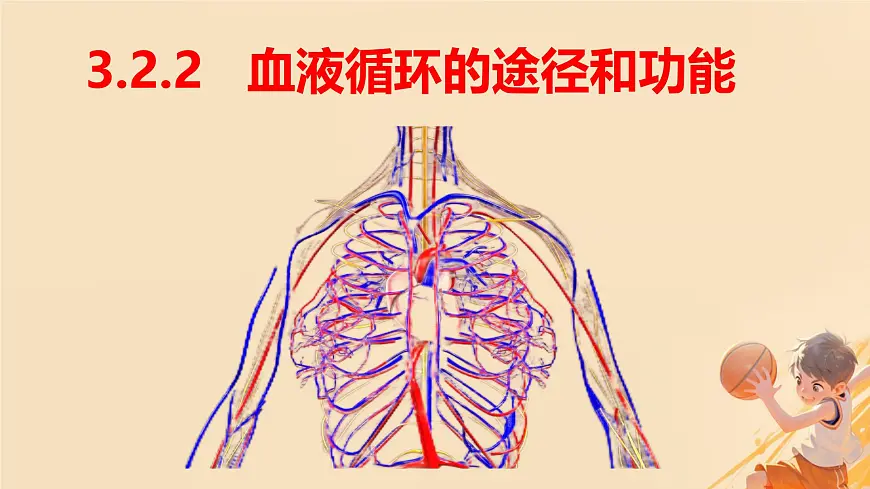 初中 生物 冀少版（2024） 七年级下册3.2.2 血液循环的途径和功能 课件第1页