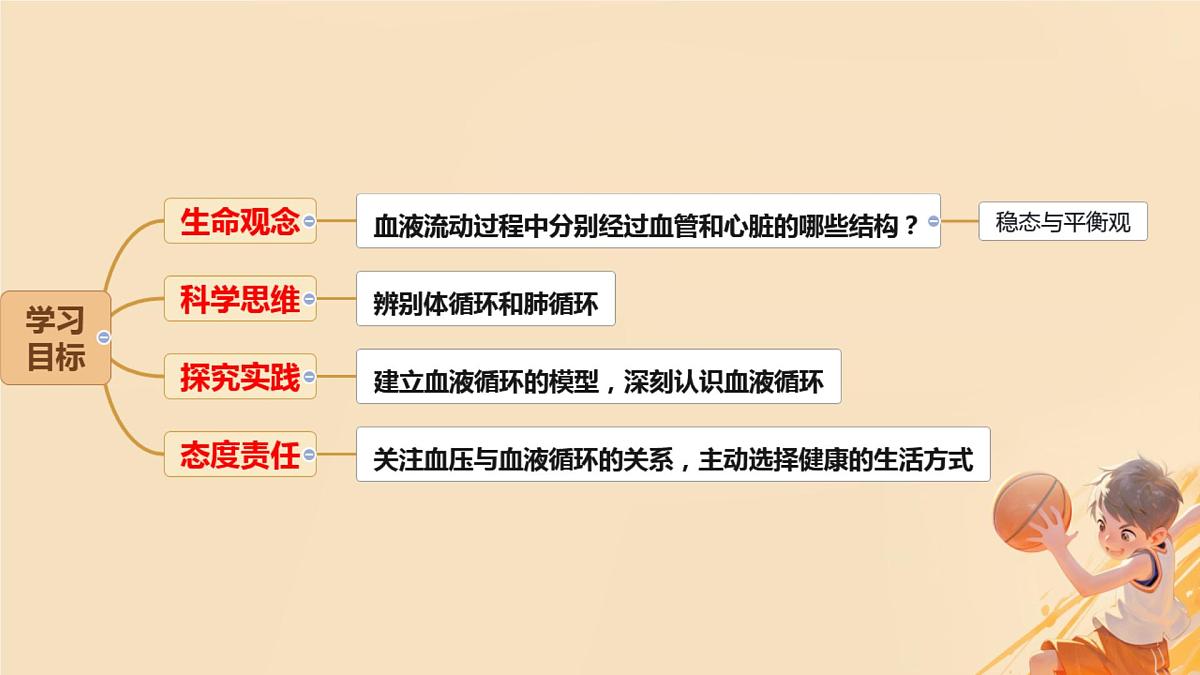 初中  生物  冀少版（2024） 七年级下册3.2.2 血液循环的途径和功能 课件第2页