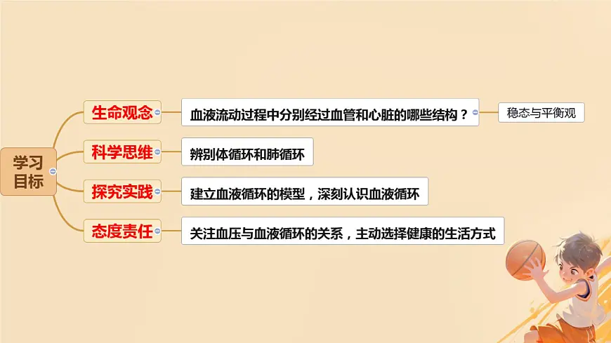 初中 生物 冀少版（2024） 七年级下册3.2.2 血液循环的途径和功能 课件第2页