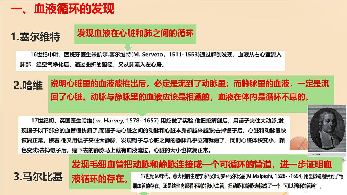 初中  生物  冀少版（2024） 七年级下册3.2.2 血液循环的途径和功能 课件第4页