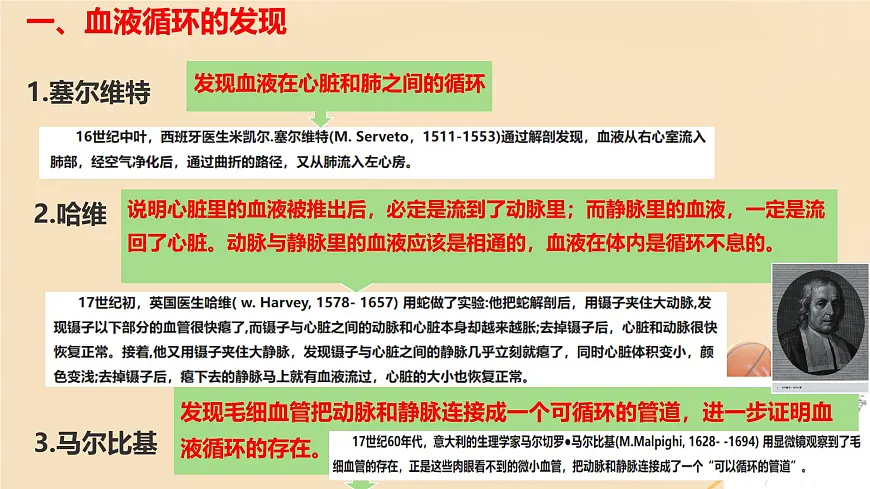 初中 生物 冀少版（2024） 七年级下册3.2.2 血液循环的途径和功能 课件第4页