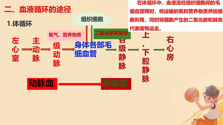 初中 生物 冀少版（2024） 七年级下册3.2.2 血液循环的途径和功能 课件第5页