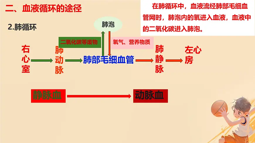 初中 生物 冀少版（2024） 七年级下册3.2.2 血液循环的途径和功能 课件第6页