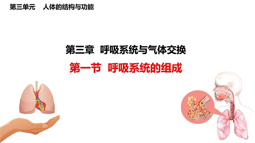 初中 生物 冀少版（2024）七年级下册3.3.1 呼吸系统的组成 课件第1页