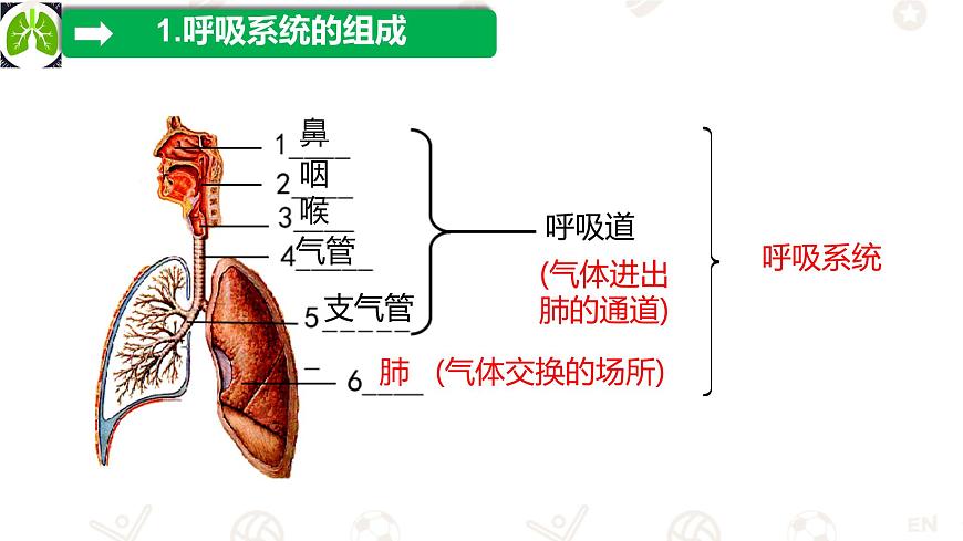 初中 生物 冀少版（2024）七年级下册3.3.1 呼吸系统的组成 课件第5页