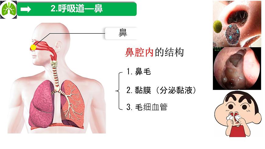初中 生物 冀少版（2024）七年级下册3.3.1 呼吸系统的组成 课件第6页