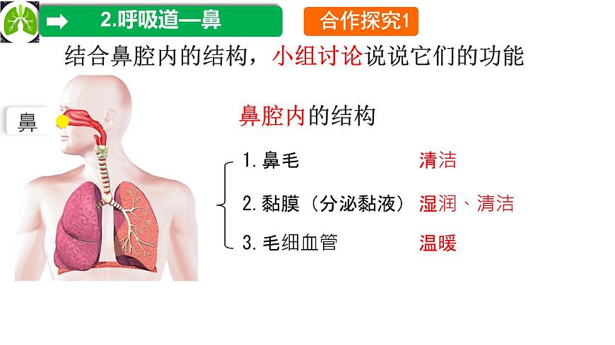 初中 生物 冀少版（2024）七年级下册3.3.1 呼吸系统的组成 课件第7页