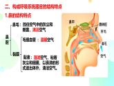 初中 生物 冀少版（2024）七年級(jí)下冊(cè)3.3.1 呼吸系統(tǒng)的組成 課件2