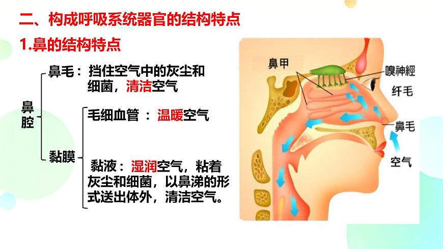 初中 生物 冀少版（2024）七年级下册3.3.1 呼吸系统的组成 课件2第5页