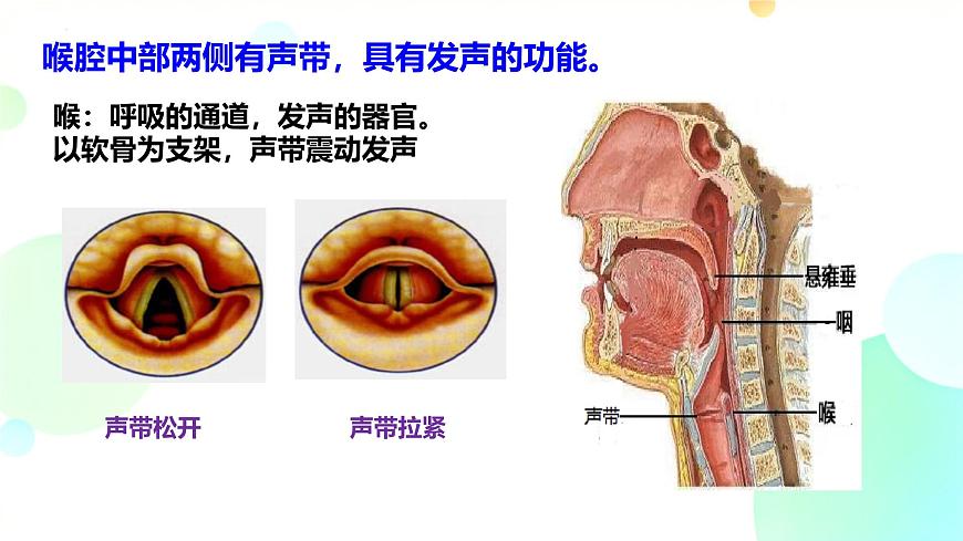 初中 生物 冀少版（2024）七年级下册3.3.1 呼吸系统的组成 课件2第8页