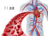 初中 生物 北師大版（2024）七年級(jí)下冊(cè)4.7.1 血液 課件