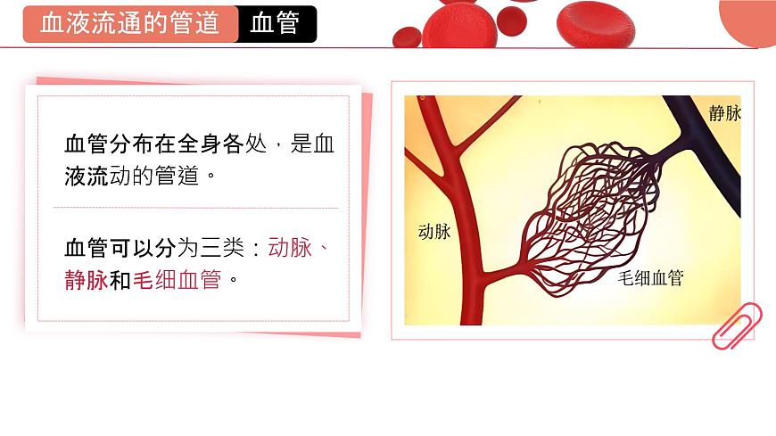 初中 生物 北师大版（2024）七年级下册4.7.2 血液循环 课件第3页