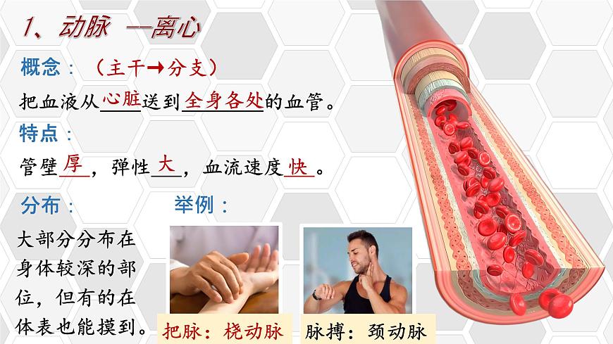 初中 生物 北师大版（2024）七年级下册4.7.2 血液循环 课件第6页