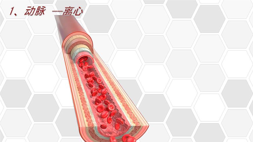 初中 生物 北师大版（2024）七年级下册4.7.2 血液循环 课件第7页