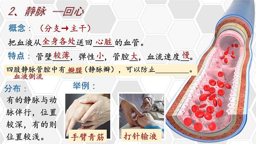初中 生物 北师大版（2024）七年级下册4.7.2 血液循环 课件第8页